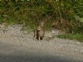 Sylvilagus floridanus